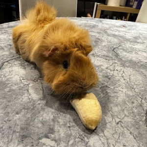 Meet your Posher, Evan